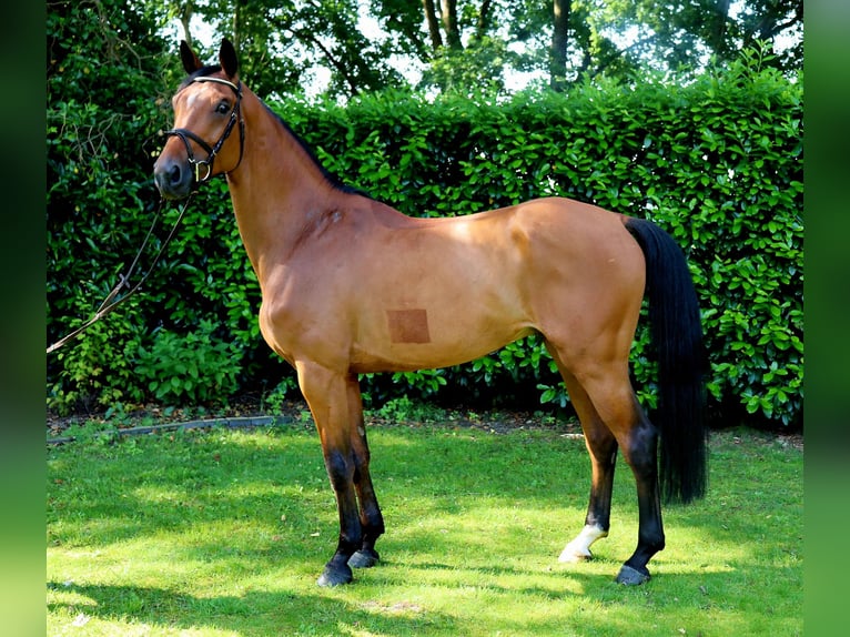 Zangersheide Castrone 7 Anni 166 cm Baio in Meppen