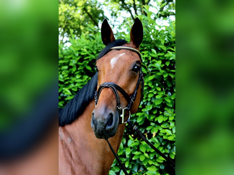 Zangersheide Castrone 7 Anni 166 cm Baio in Meppen