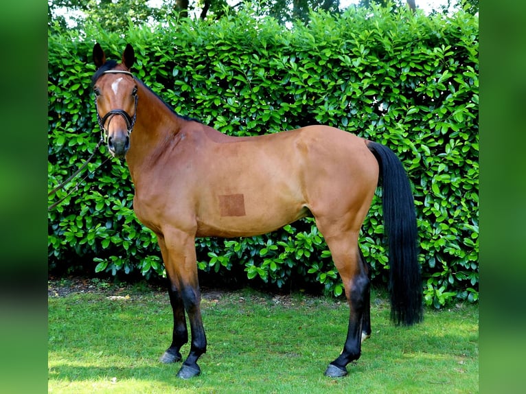 Zangersheide Castrone 7 Anni 166 cm Baio in Meppen