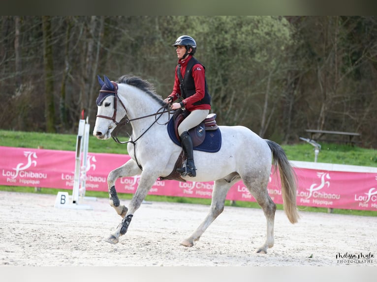 Zangersheide Castrone 7 Anni 166 cm Grigio in Mulhouse