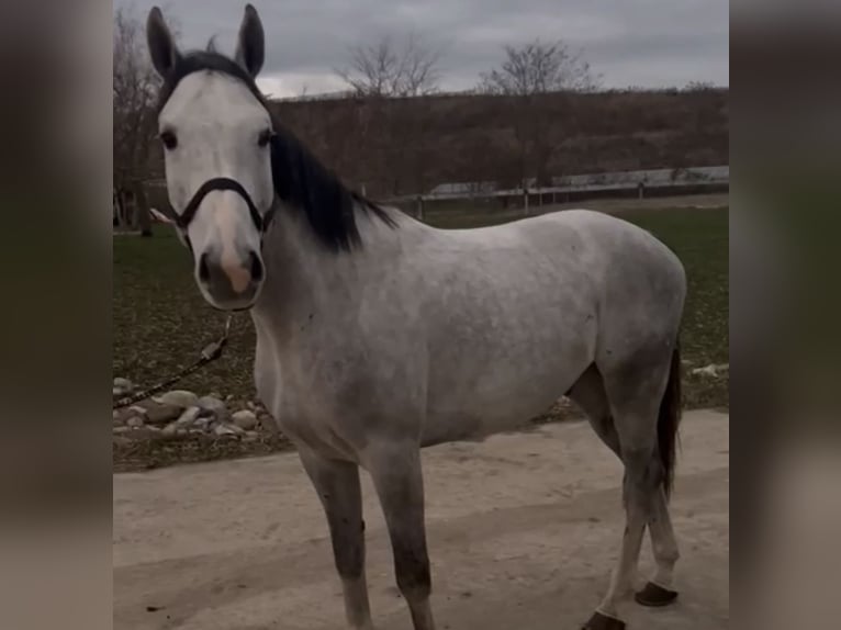 Zangersheide Castrone 7 Anni 166 cm Grigio in Mulhouse