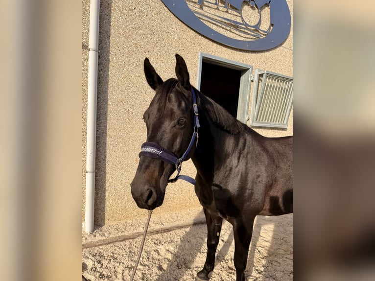 Zangersheide Castrone 7 Anni 166 cm Morello in Kozen