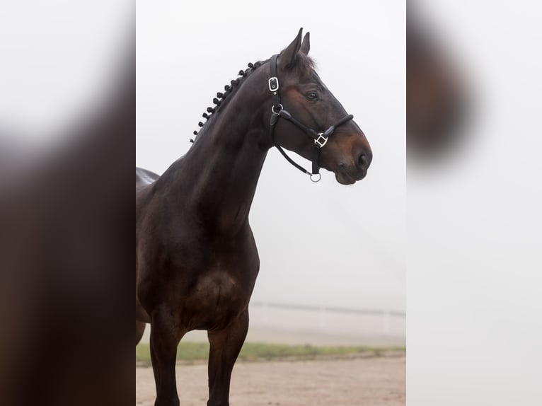 Zangersheide Castrone 7 Anni 167 cm Baio scuro in zagreb