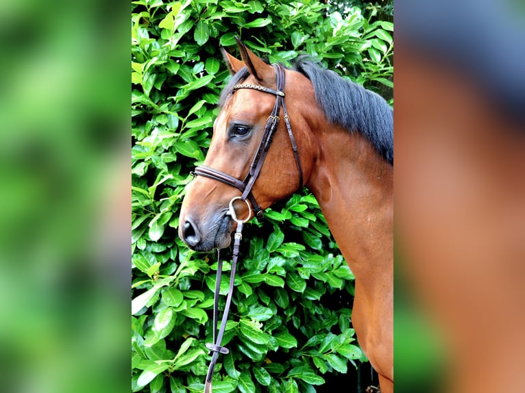 Zangersheide Castrone 7 Anni 168 cm Baio in Meppen