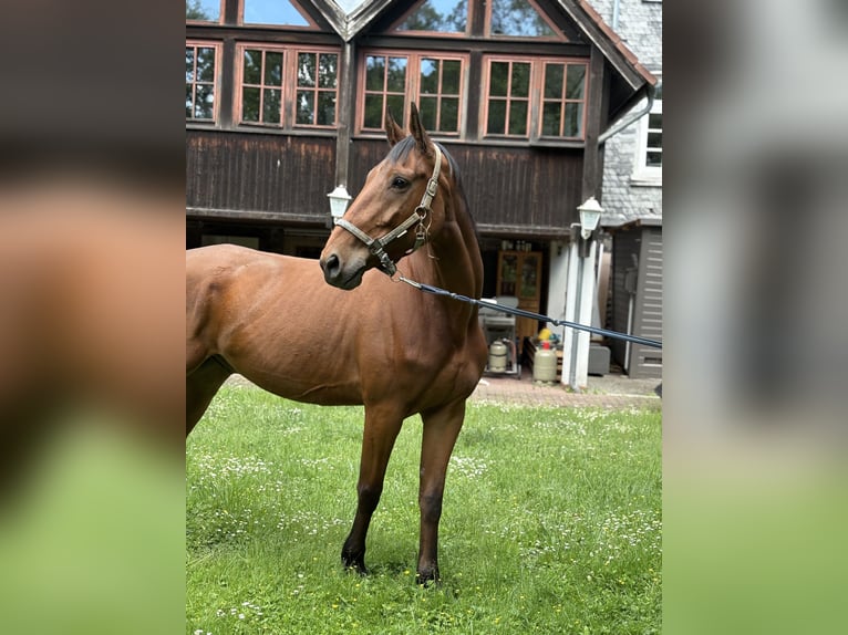 Zangersheide Castrone 7 Anni 168 cm Baio in Nidda