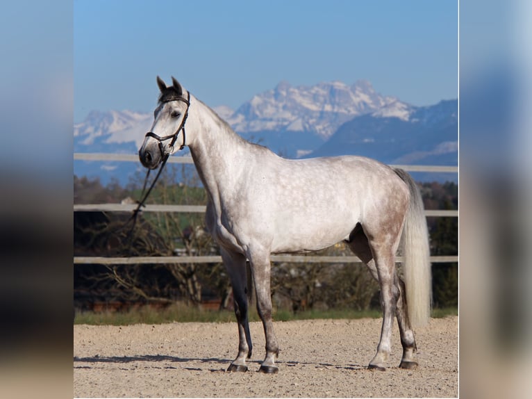 Zangersheide Castrone 7 Anni 168 cm Grigio in Egg b. Zürich