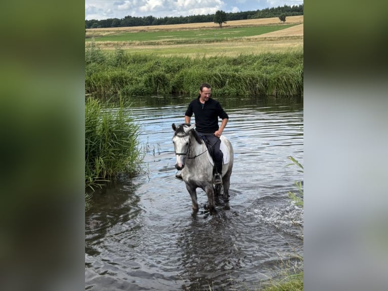 Zangersheide Castrone 7 Anni 168 cm Grigio pezzato in Haldensleben