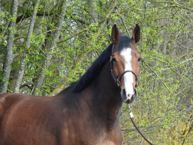 Zangersheide Castrone 7 Anni 170 cm Baio in Verl