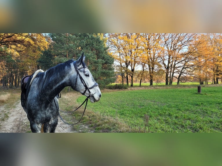Zangersheide Mix Castrone 7 Anni 170 cm Grigio pezzato in Kolkwitz
