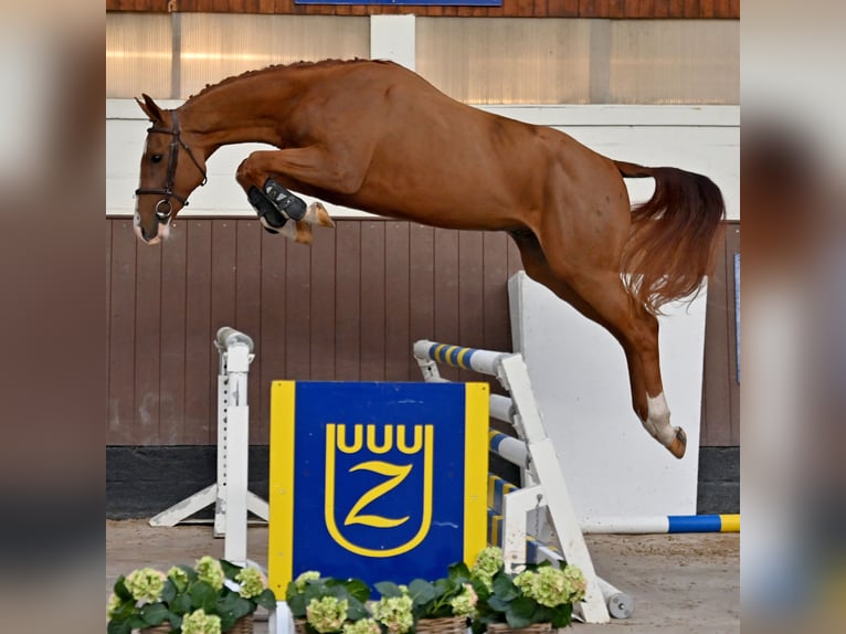 Zangersheide Castrone 7 Anni 170 cm Sauro in Kruft