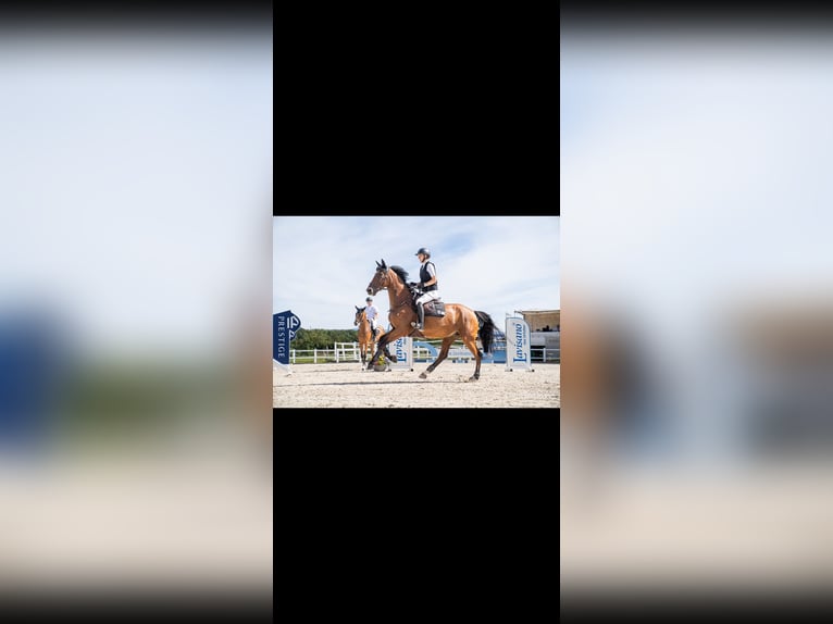 Zangersheide Castrone 7 Anni 172 cm Baio chiaro in BW