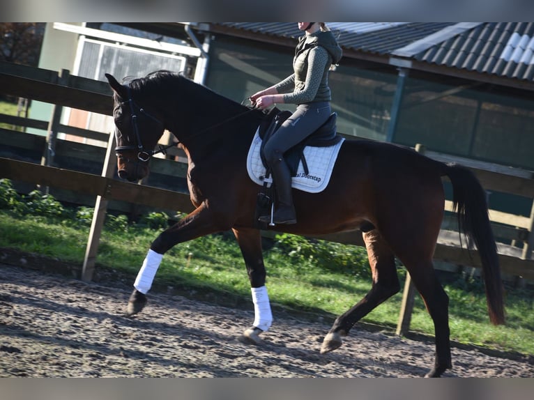 Zangersheide Castrone 7 Anni 172 cm Baio scuro in Achtmaal