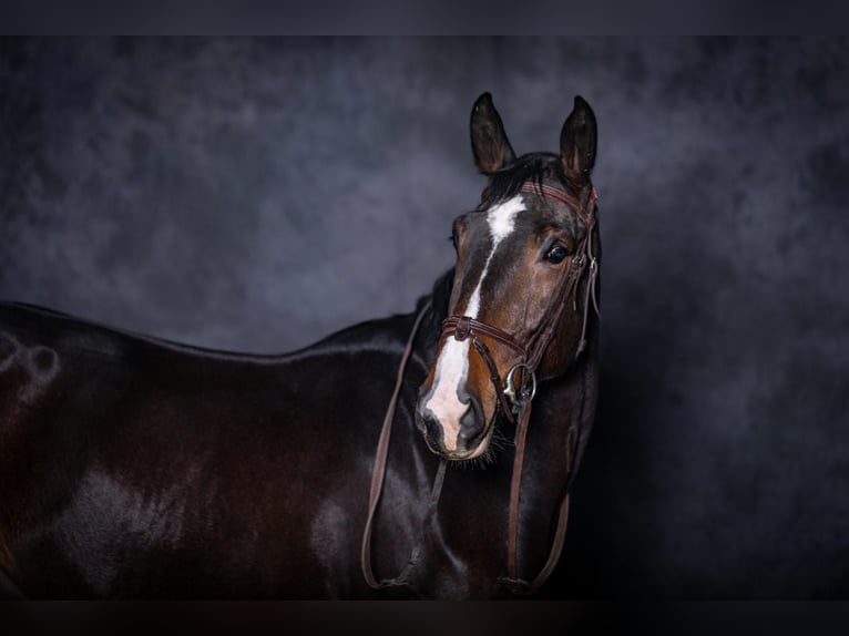 Zangersheide Castrone 7 Anni 173 cm Baio ciliegia in Rochebrune