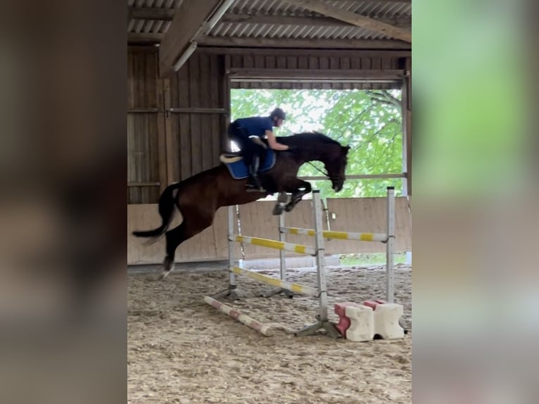 Zangersheide Castrone 7 Anni 175 cm Baio in Pfaffenhofen Weiler