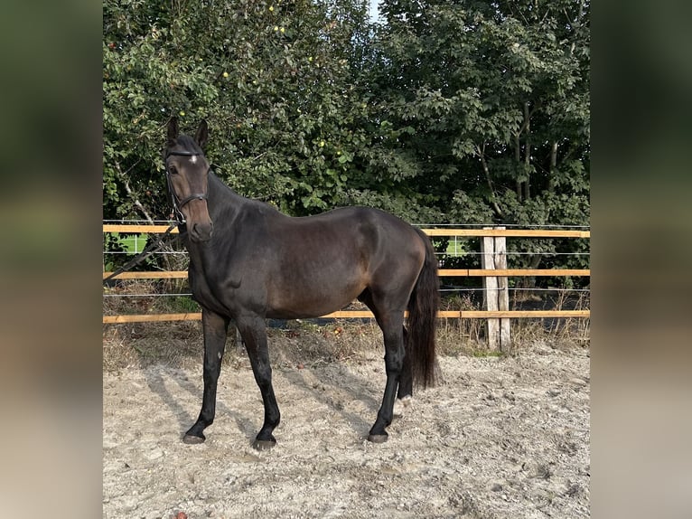 Zangersheide Castrone 7 Anni 175 cm Baio nero in Upgant-Schott