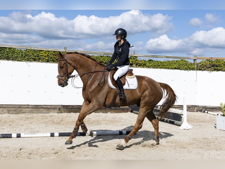 Zangersheide Castrone 7 Anni 175 cm  in Waddinxveen