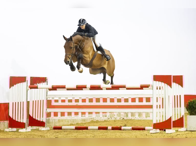 Zangersheide Castrone 7 Anni 175 cm  in Waddinxveen