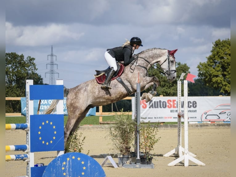 Zangersheide Castrone 7 Anni 175 cm Grigio pezzato in Soest