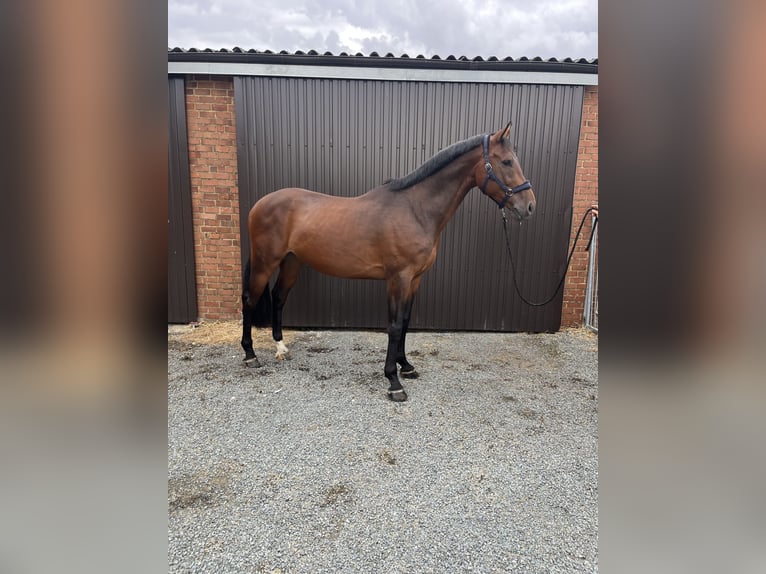 Zangersheide Castrone 7 Anni 176 cm Baio scuro in Kaulille
