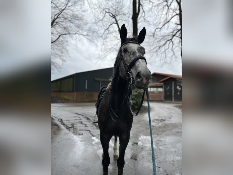 Zangersheide Castrone 7 Anni 177 cm Leardo in Harsewinkel