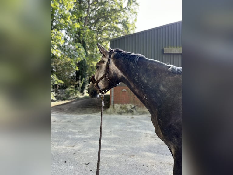 Zangersheide Castrone 7 Anni 177 cm Leardo in Harsewinkel