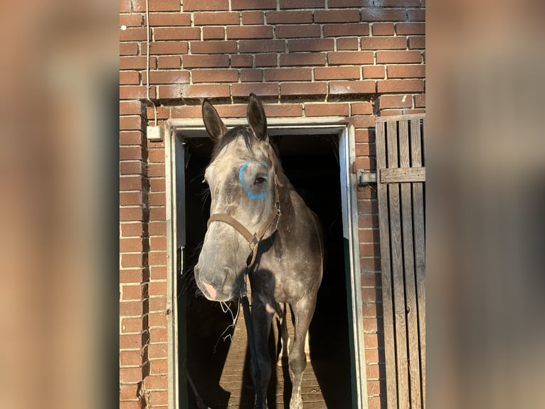 Zangersheide Castrone 7 Anni 177 cm Leardo in Harsewinkel