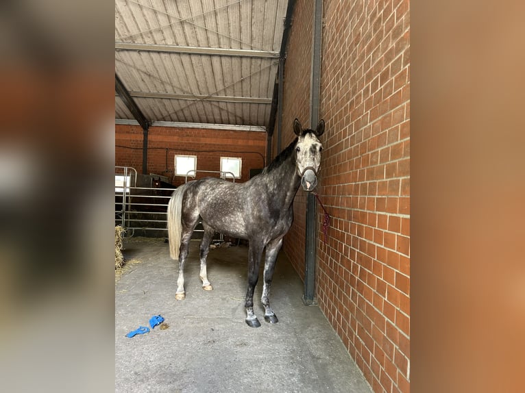 Zangersheide Castrone 7 Anni 177 cm Leardo in Harsewinkel