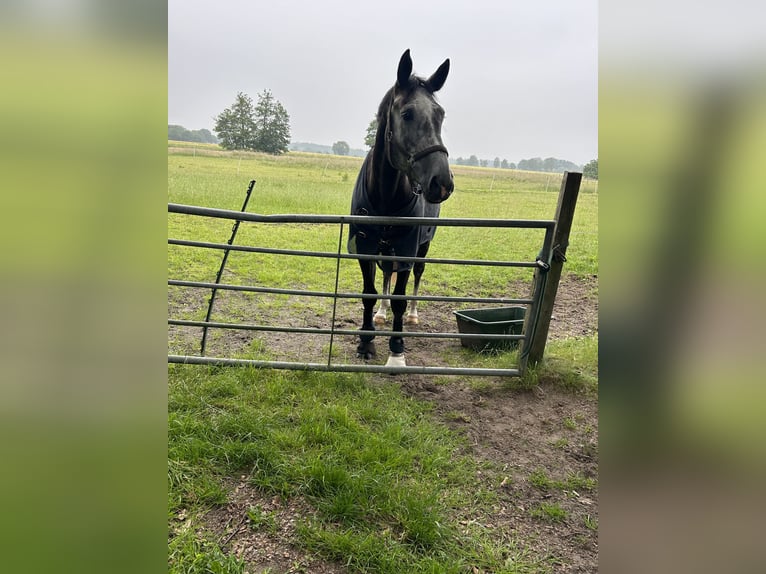 Zangersheide Castrone 7 Anni 177 cm Leardo in Harsewinkel