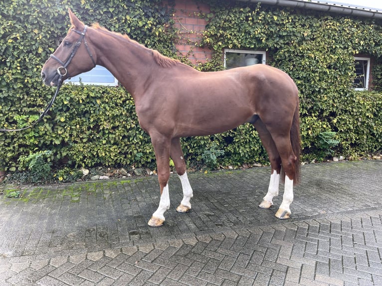 Zangersheide Castrone 7 Anni 180 cm Sauro in Bottrop