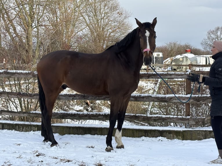 Zangersheide Castrone 7 Anni 182 cm Baio scuro in Grevenbroich