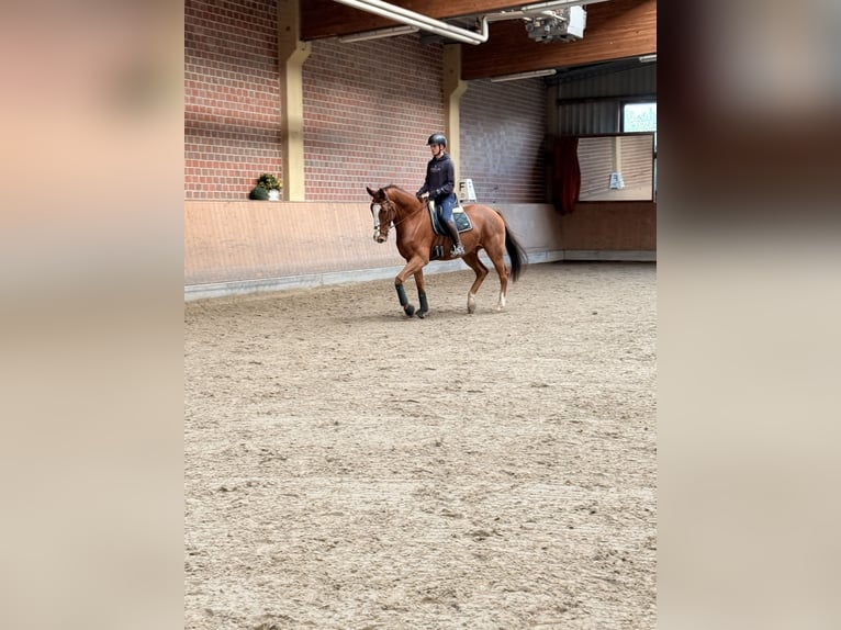 Zangersheide Castrone 7 Anni 185 cm Sauro in Unna