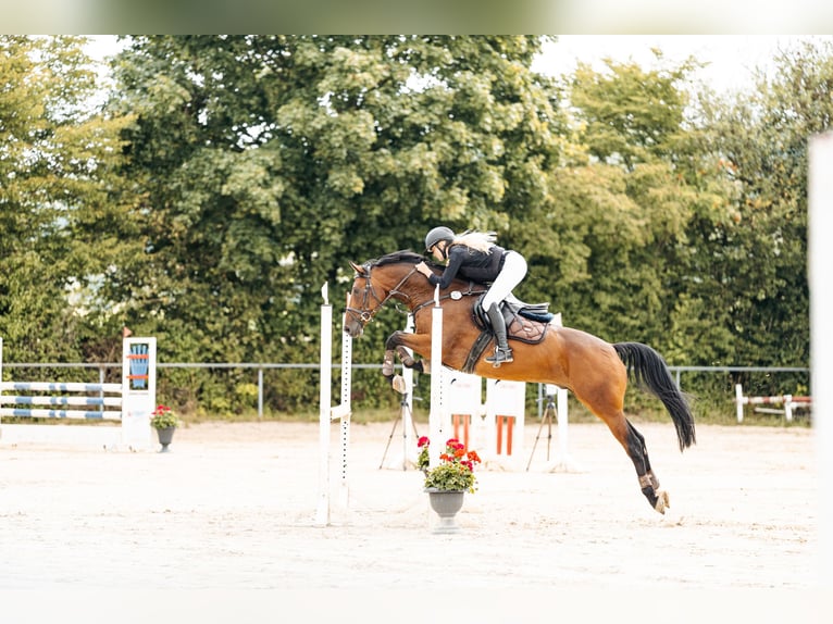 Zangersheide Castrone 8 Anni 162 cm Baio in Ferschweiler