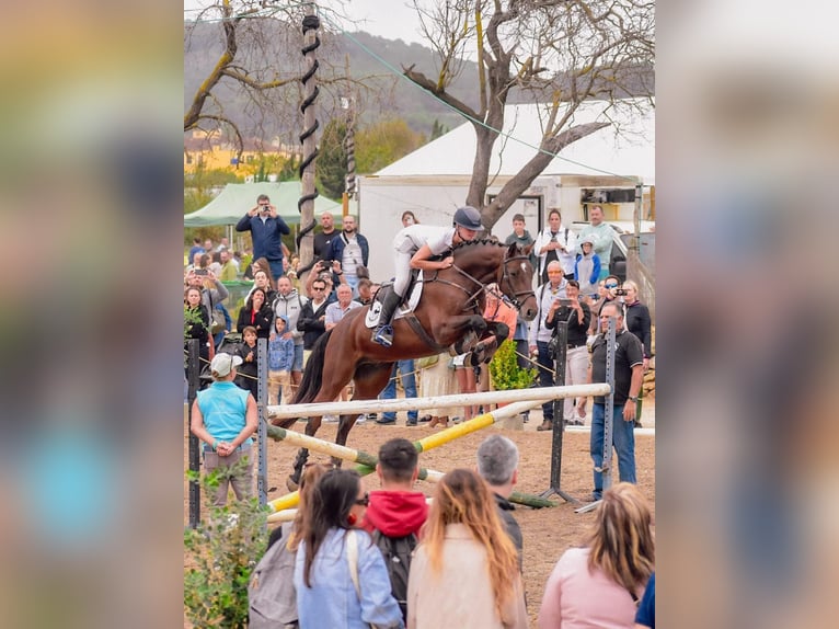 Zangersheide Castrone 8 Anni 162 cm Baio in Palma de Mallorca