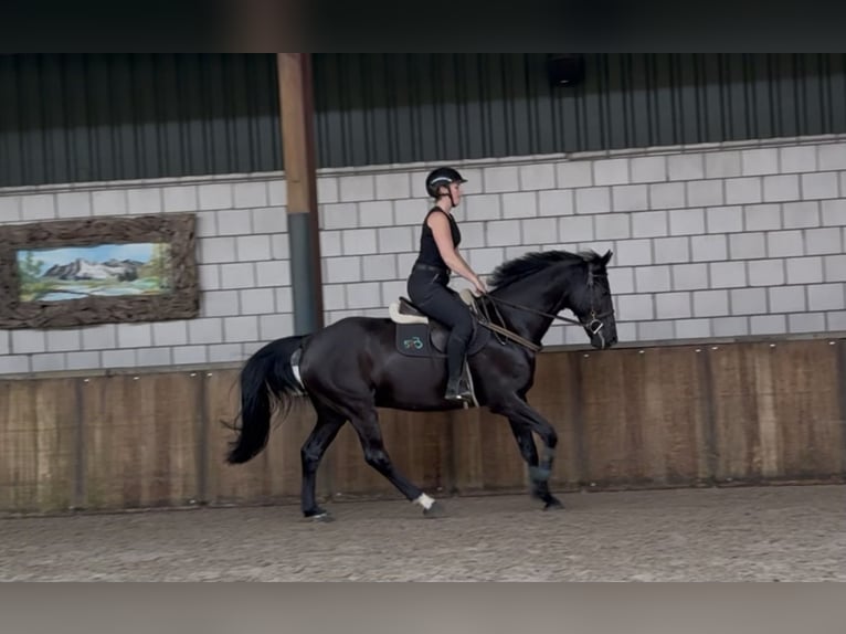Zangersheide Castrone 8 Anni 164 cm Morello in Oud Gastel