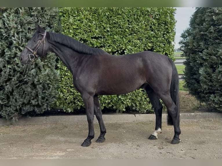 Zangersheide Castrone 8 Anni 164 cm Morello in Oud Gastel