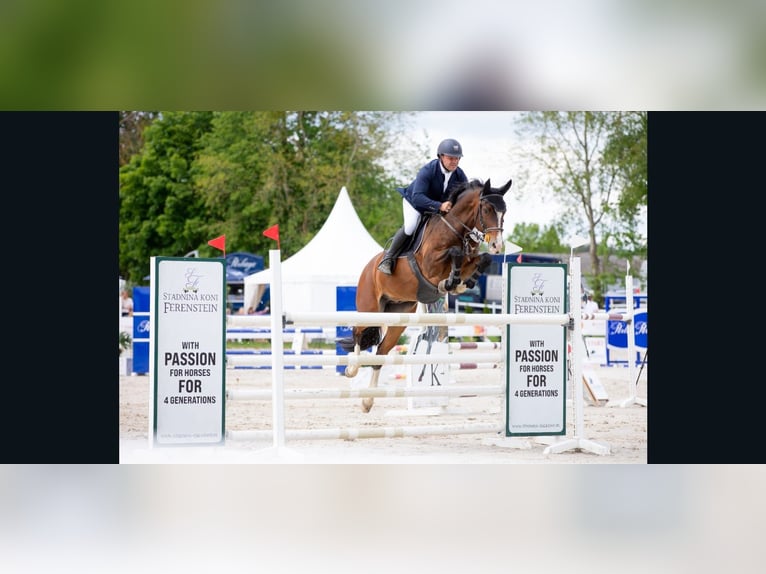 Zangersheide Castrone 8 Anni 165 cm Baio scuro in Zawieprzyce