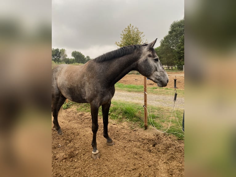 Zangersheide Castrone 8 Anni 167 cm Grigio in Perpignan