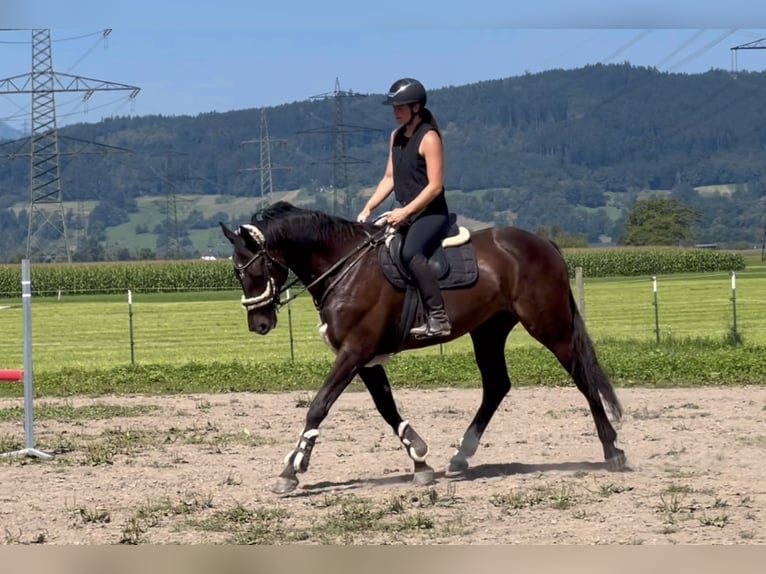 Zangersheide Castrone 8 Anni 167 cm Morello in Schlins