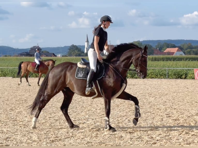 Zangersheide Castrone 8 Anni 167 cm Morello in Schlins