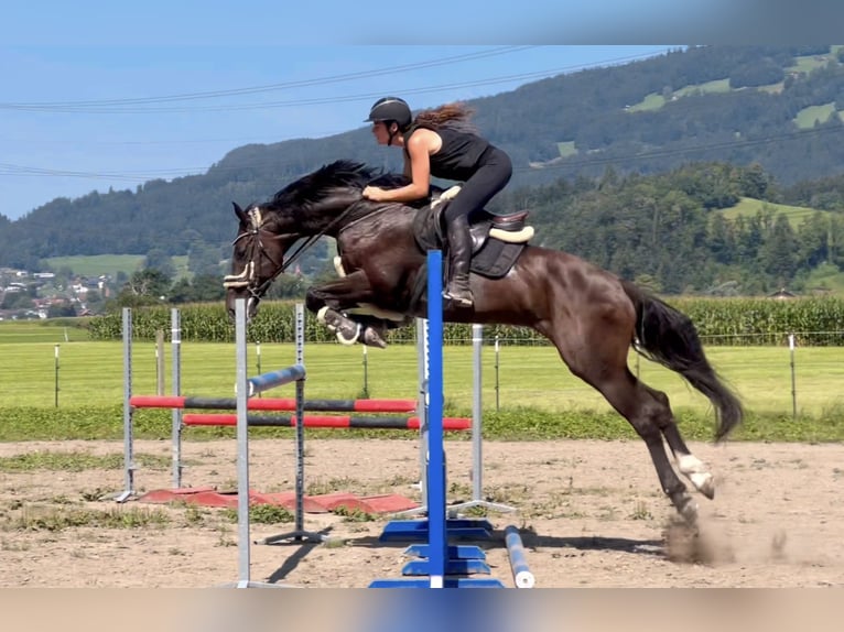 Zangersheide Castrone 8 Anni 167 cm Morello in Schlins