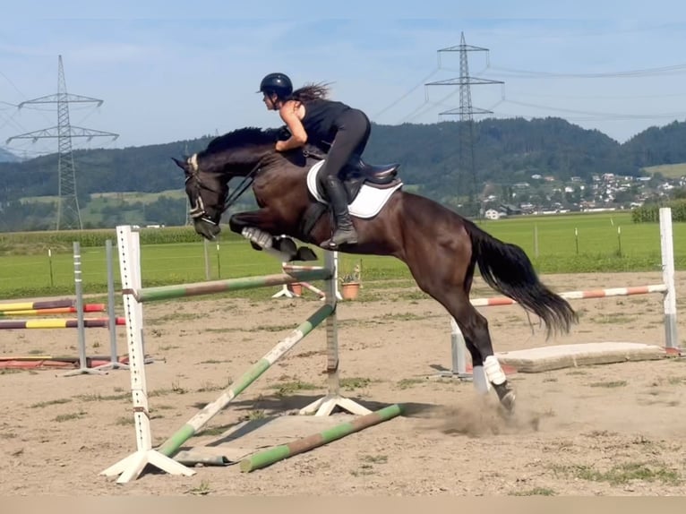 Zangersheide Castrone 8 Anni 167 cm Morello in Schlins