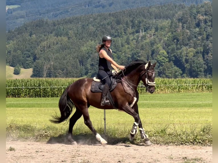 Zangersheide Castrone 8 Anni 167 cm Morello in Schlins