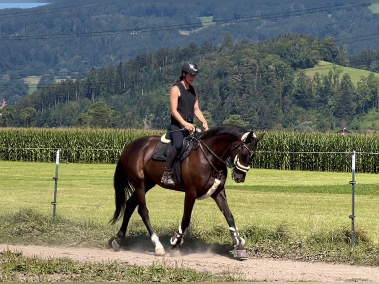 Zangersheide Castrone 8 Anni 167 cm Morello in Schlins