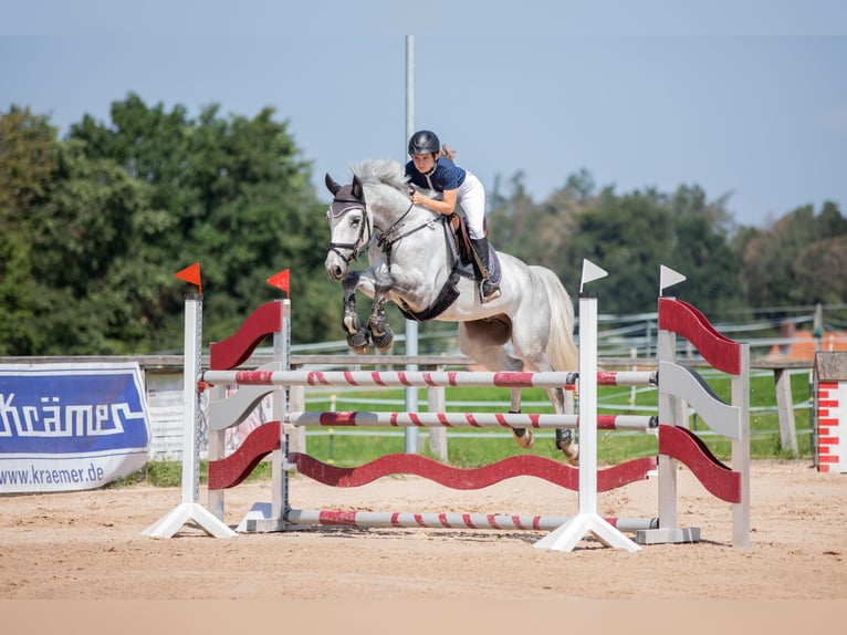 Zangersheide Castrone 8 Anni 168 cm Grigio in Seukendorf