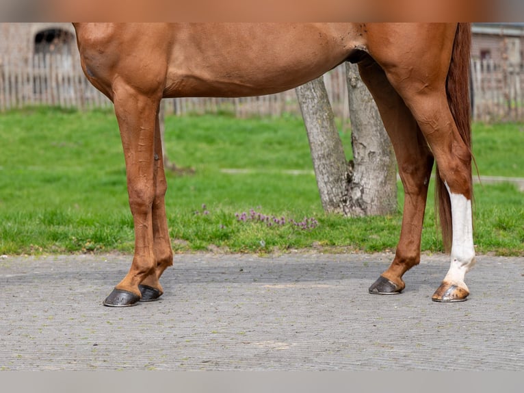 Zangersheide Castrone 8 Anni 168 cm Sauro in GROTE-BROGEL