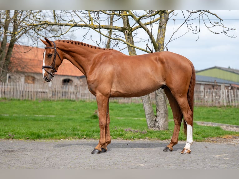 Zangersheide Castrone 8 Anni 168 cm Sauro in GROTE-BROGEL