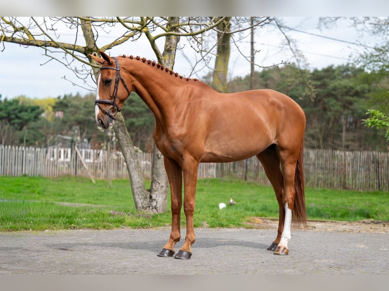 Zangersheide Castrone 8 Anni 168 cm Sauro in GROTE-BROGEL