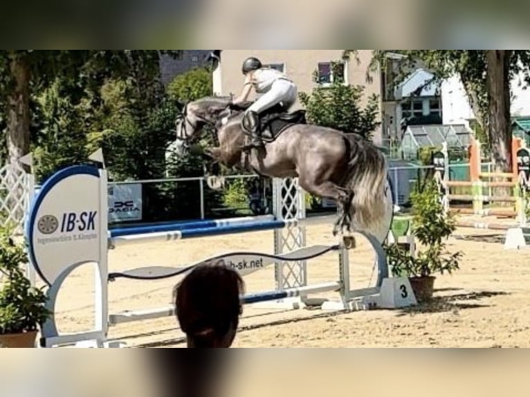 Zangersheide Castrone 8 Anni 169 cm Grigio in Heinsberg