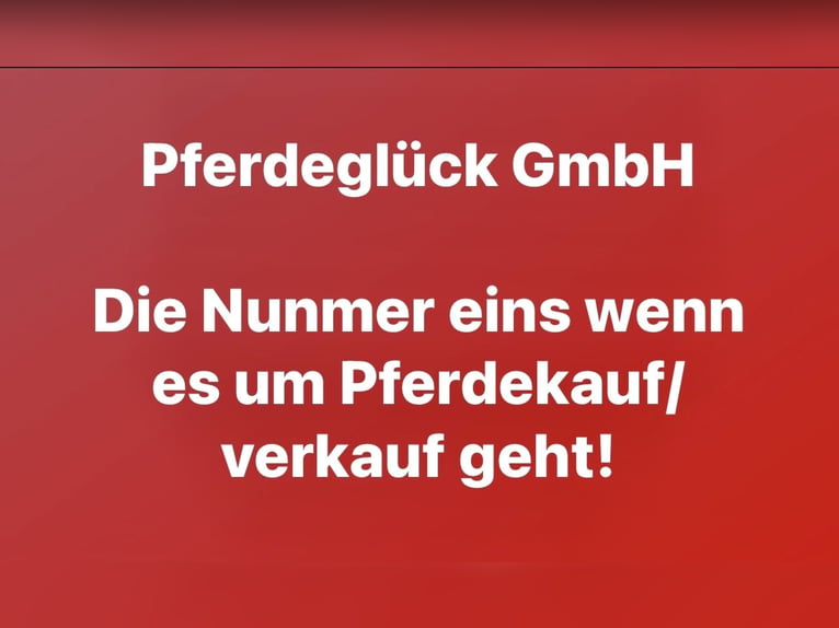 Zangersheide Castrone 8 Anni 170 cm Baio in Pelmberg