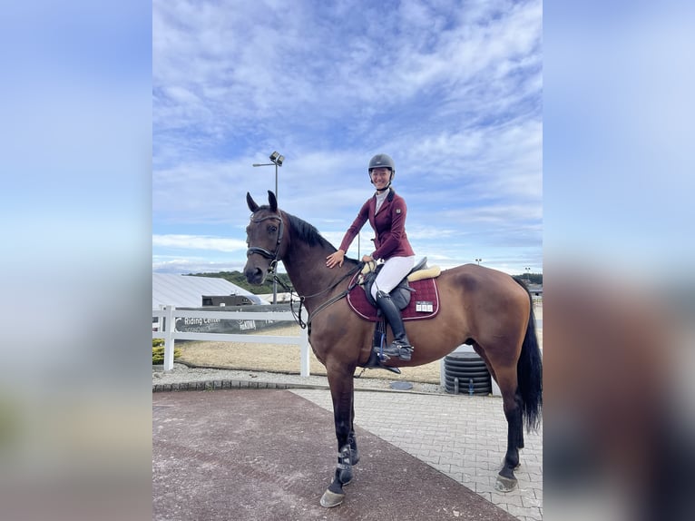Zangersheide Castrone 8 Anni 170 cm Baio in Myślenice